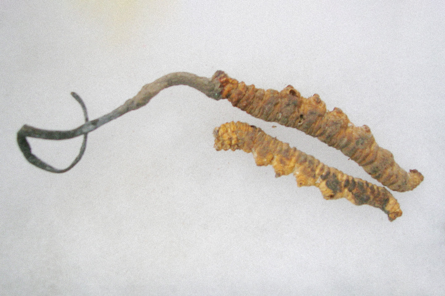 Close-up of caterpillar infected with Cordyceps fungus, showing the mushroom-like fruiting body emerging from its head in a natural forest setting.