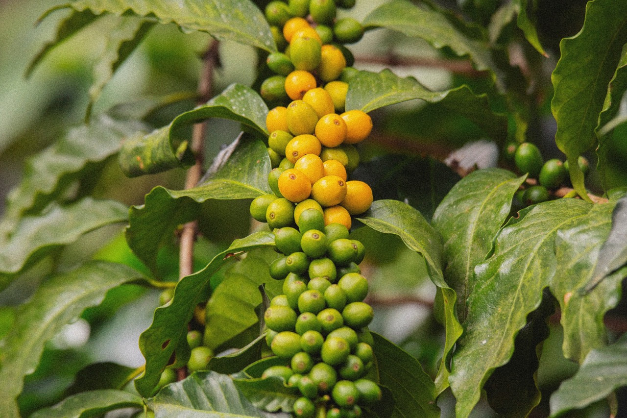 Yellow and green coffee cherries growing in clusters on a coffee plant branch.
