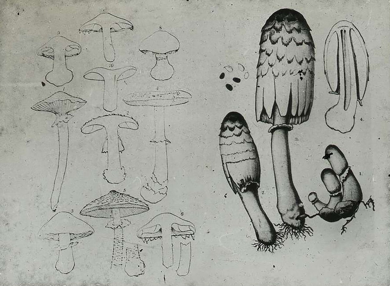 Vintage botanical illustration of mushrooms showing detailed cross-sections and full specimens on a plain background.
