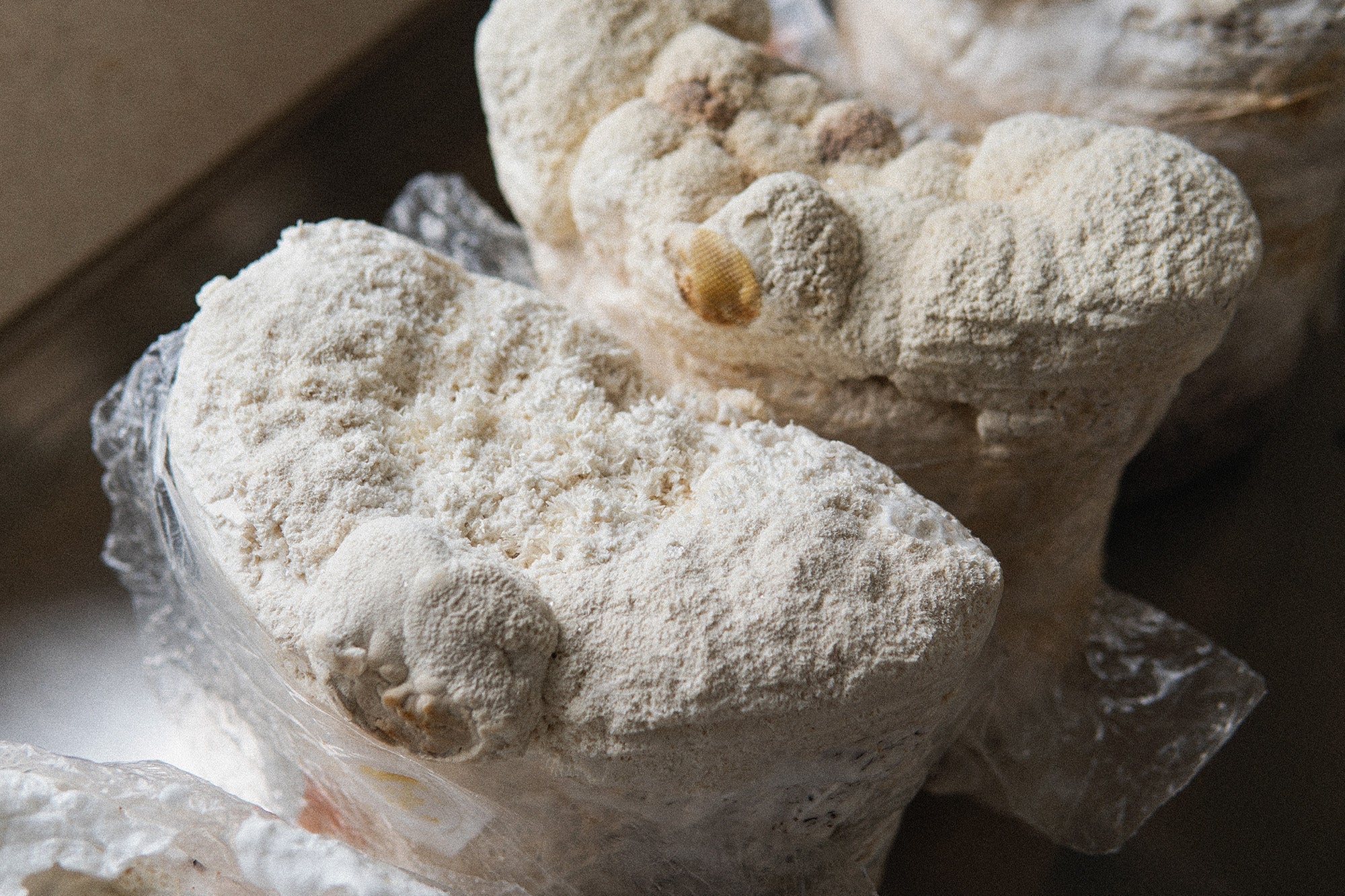 Lion’s mane mushrooms growing in plastic bags, showing white, shaggy fruiting bodies during cultivation.