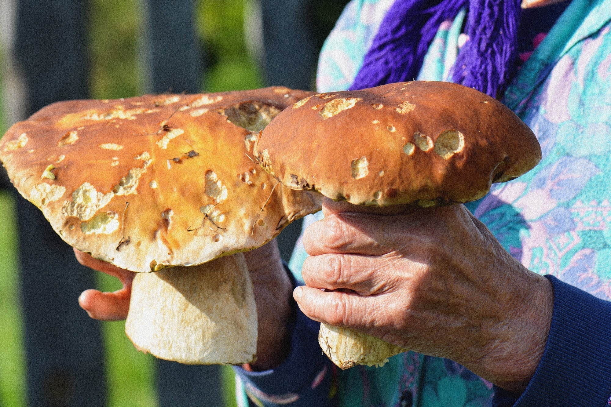 Person holding two large, freshly foraged porcini mushrooms with golden-brown caps and thick white stems.