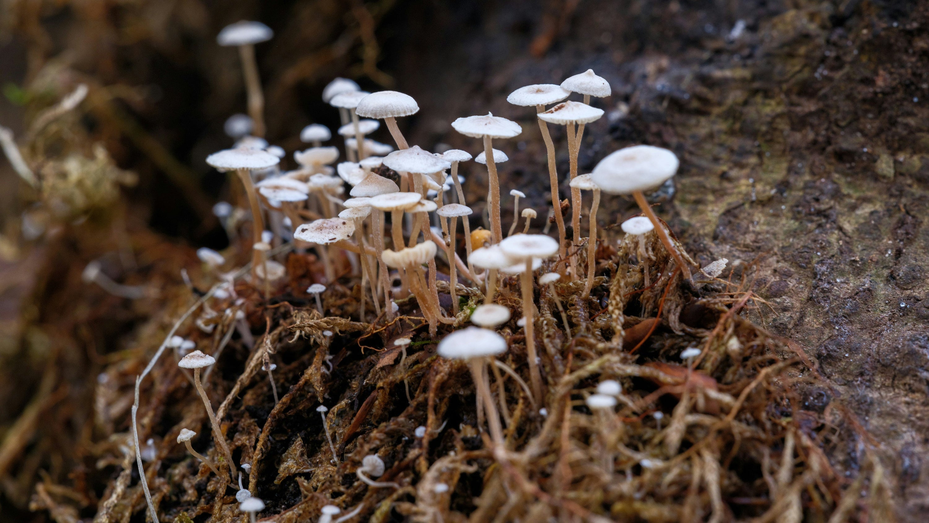 Tiny white mushrooms clustered on mossy, decaying wood in a damp forest floor setting.